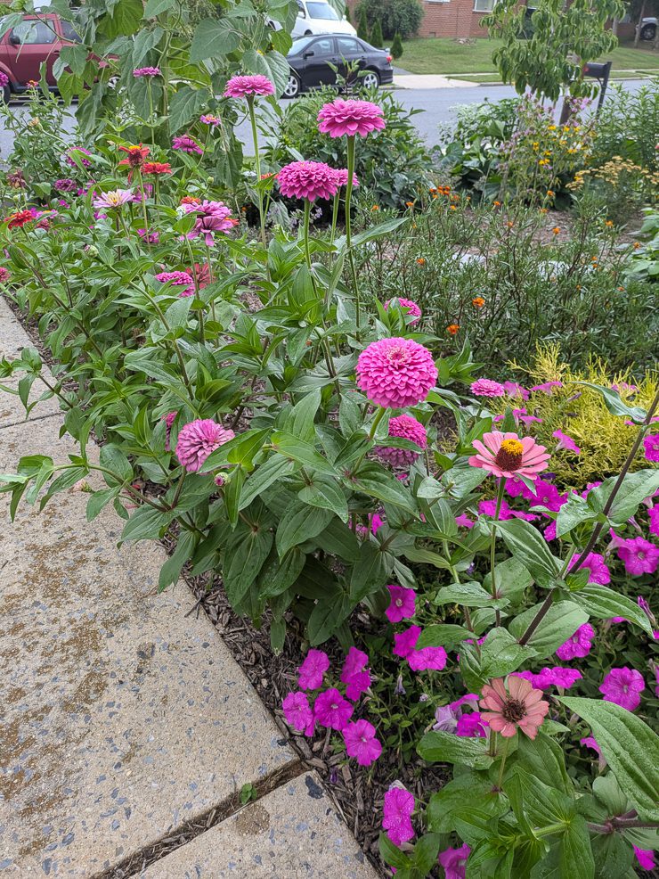 pink zinnias in a front yard