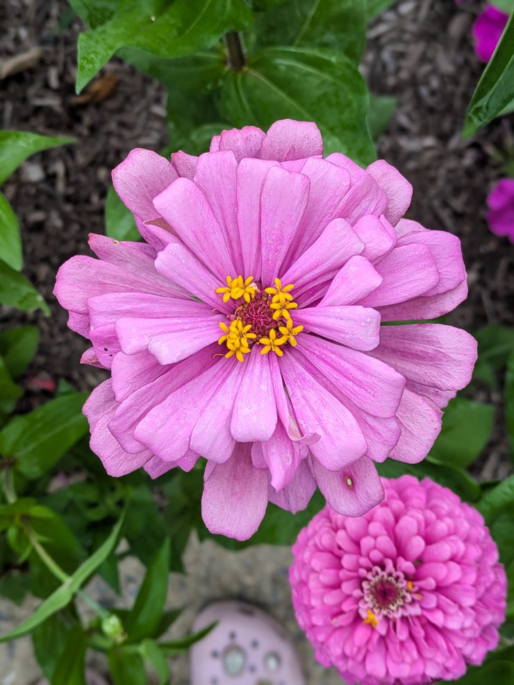 pink zinnia