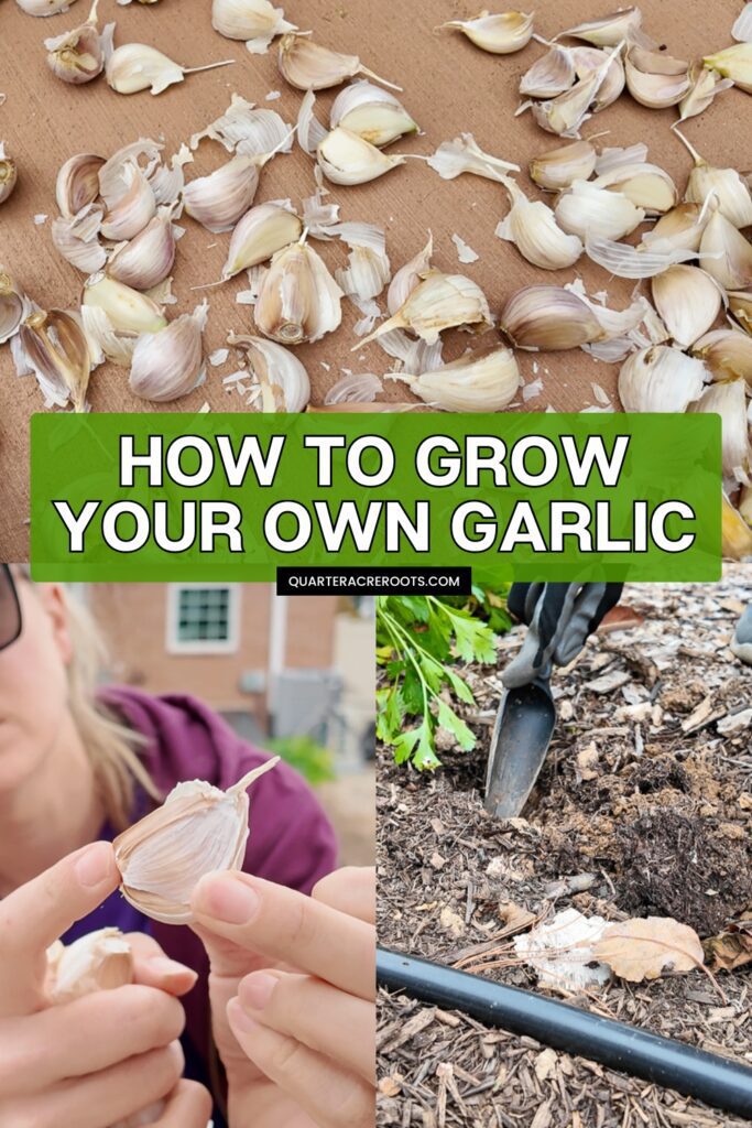collage that says how to grow your own garlic with pictures of the process