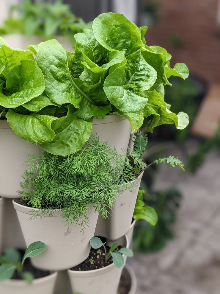 greens growing in a greenstalk