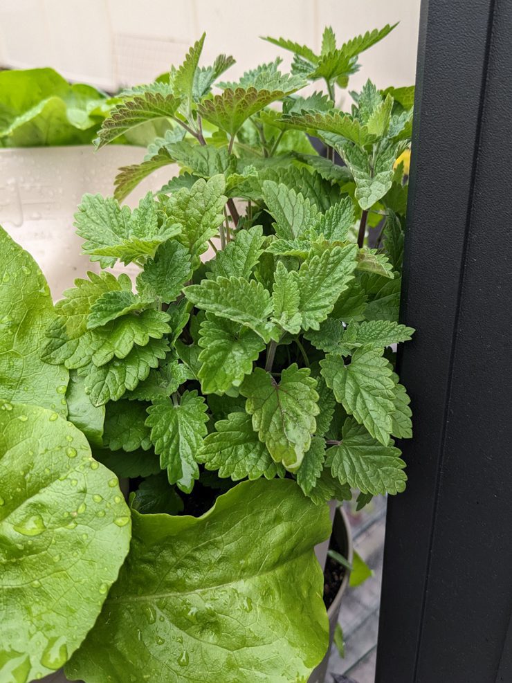 herbs growing in a greenstalk