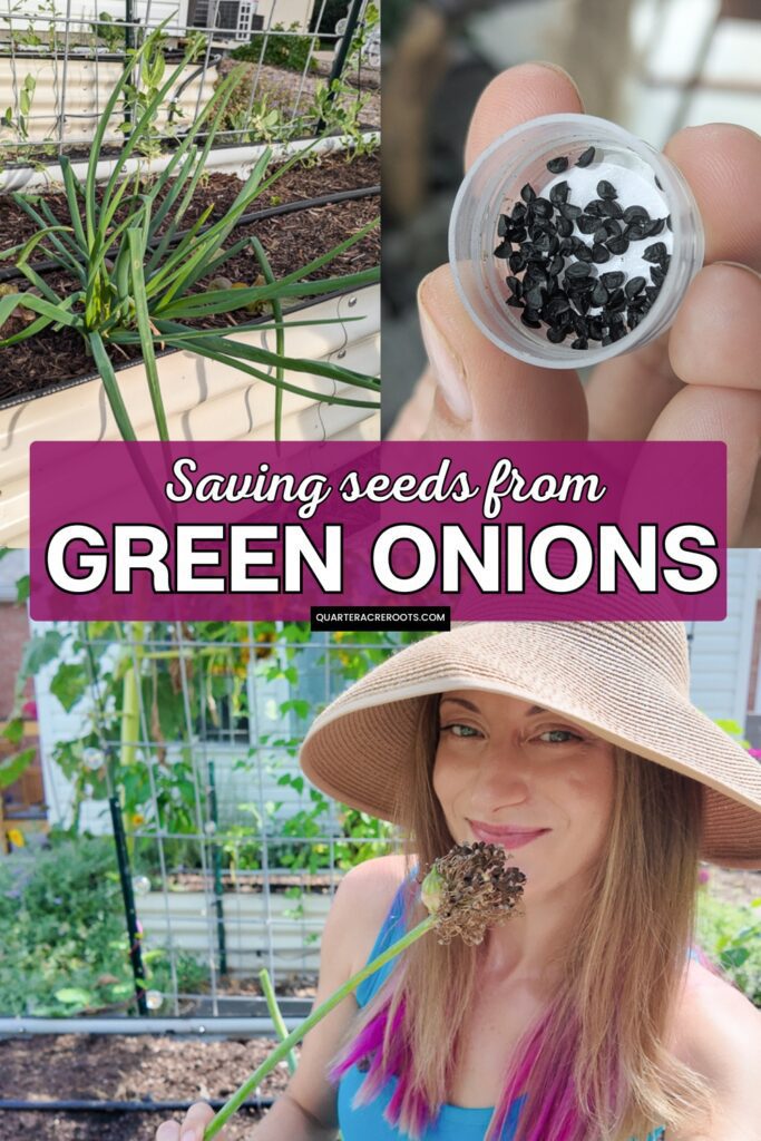 collage that says saving seeds from green onions with pictures of the process