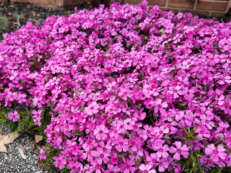 Perennial creeping phlox