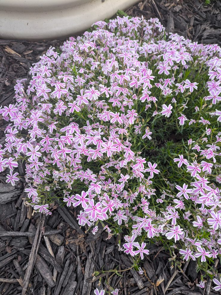 pink and white creeping phlox