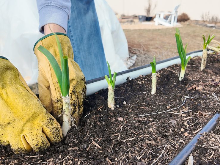 planting green onions