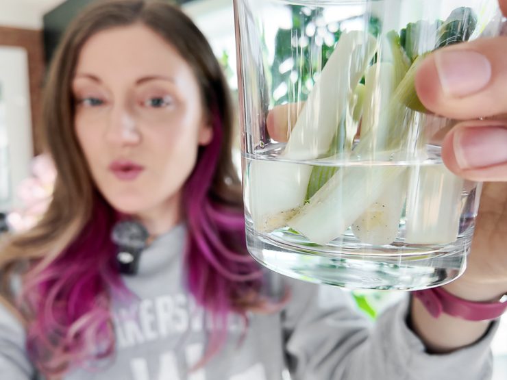 rooting green onions in water