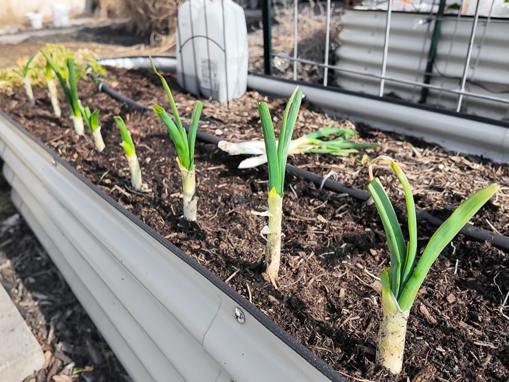 green onions in a garden