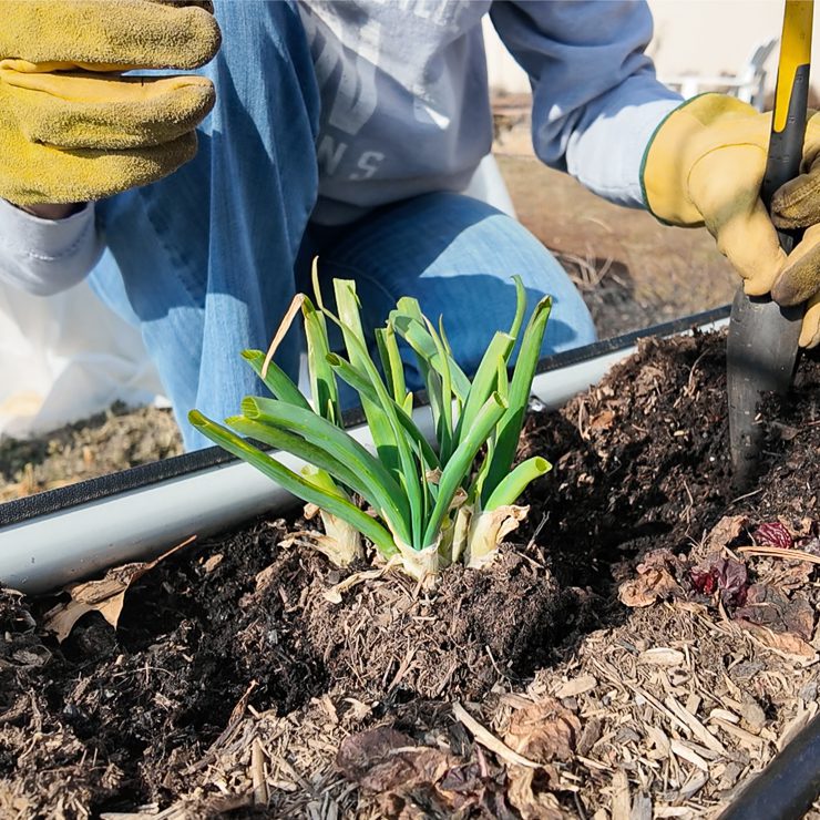 green onions in a garden