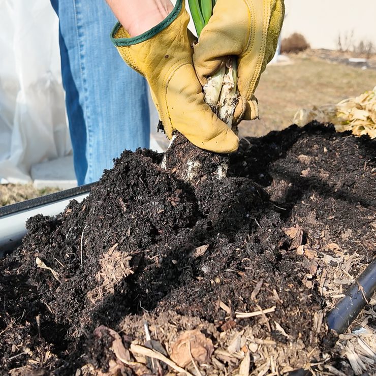 digging up green onions
