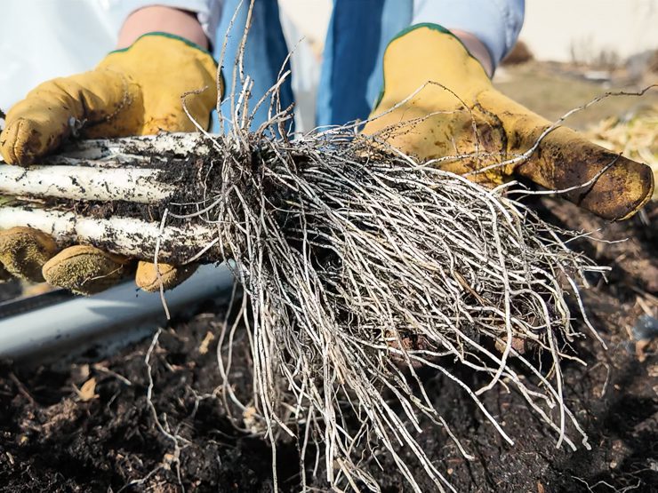 green onion roots