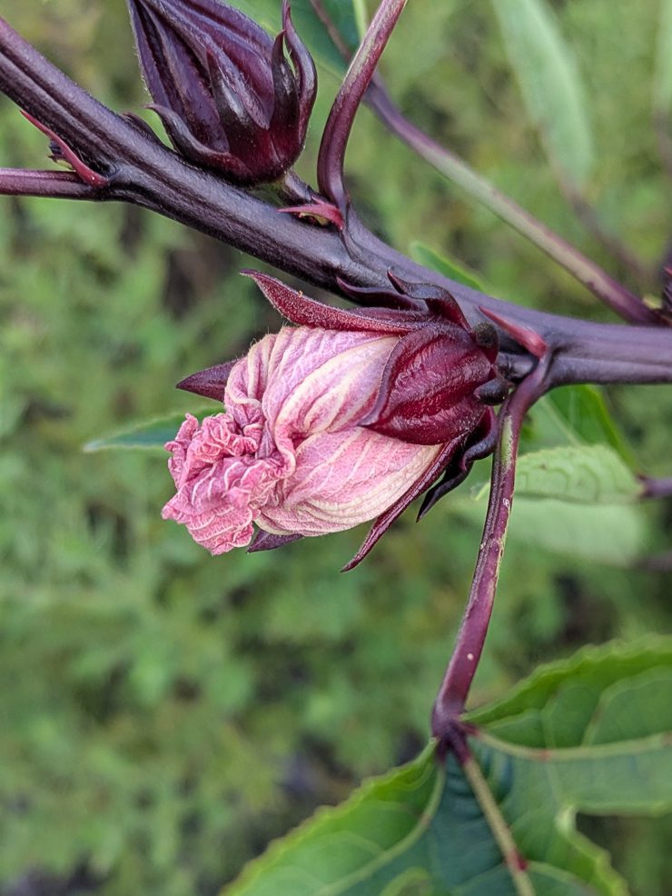 roselle hibiscus flower