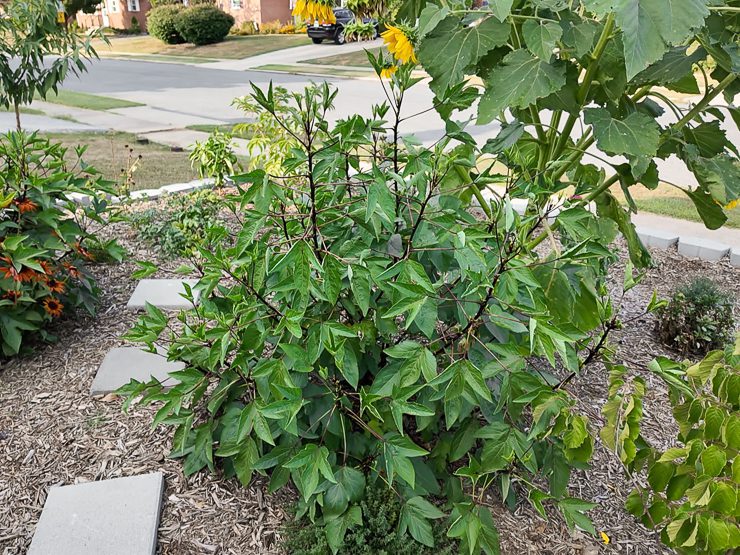 hibiscus sabdariffa growing in zone 7