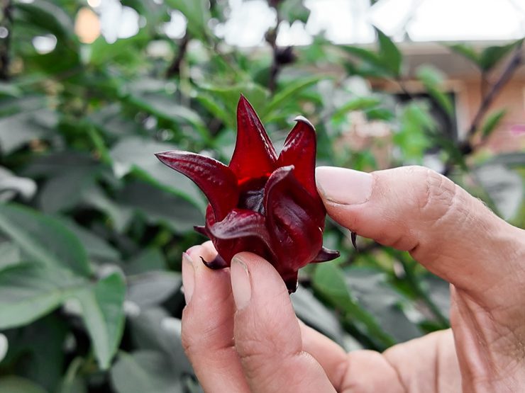 roselle hibiscus calyxes