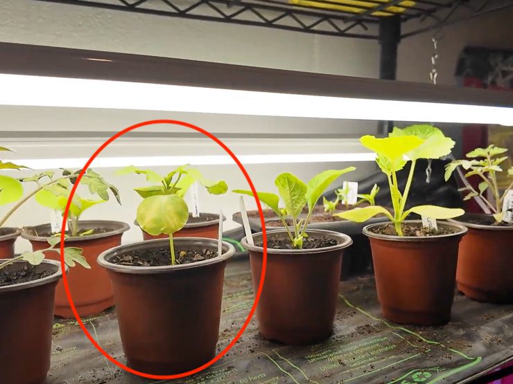 starting roselle hibiscus indoors