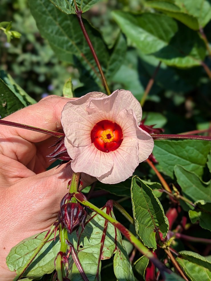 roselle hibiscus flower