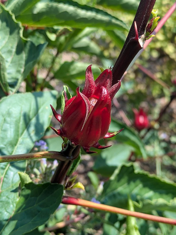 hibiscus sabdariffa roselle