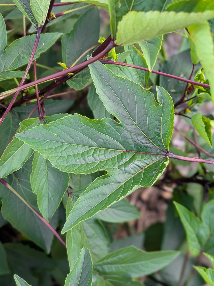hibiscus sabdariffa foliage