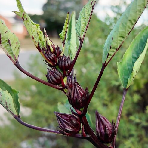 roselle hibiscus calyxes