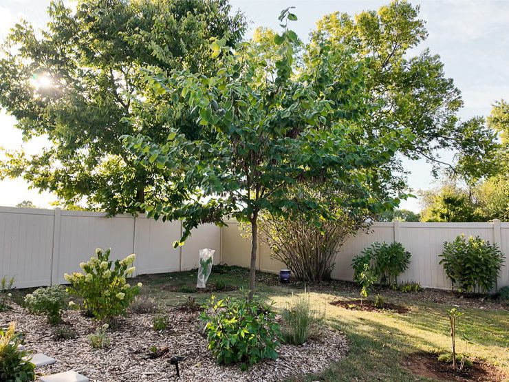 hibiscus sabdariffa growing in zone 7