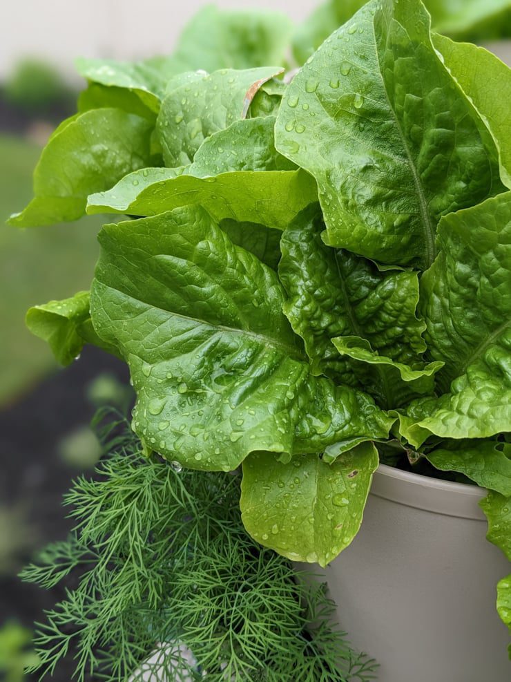 greens growing in a greenstalk