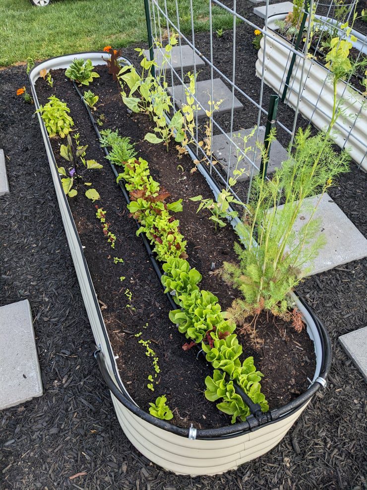 lettuce and other plants growing in a raised garden bed
