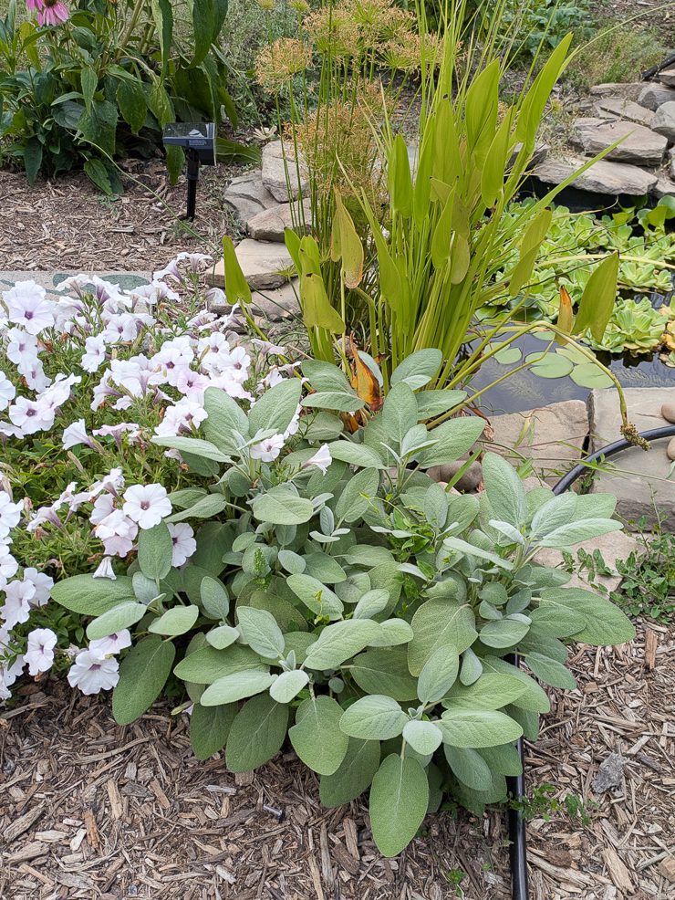 sage growing by a pond