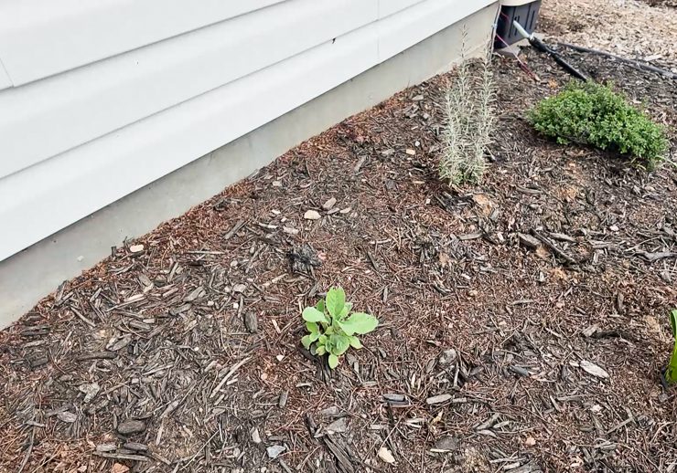 small sage plant in the ground