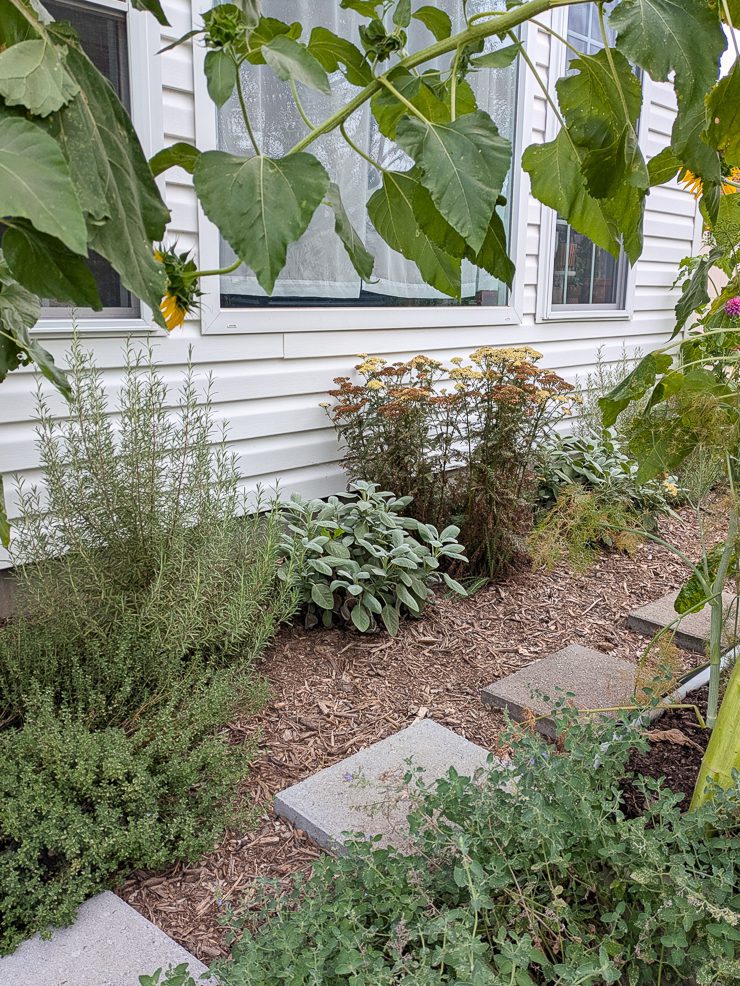 sage and other herbs in the garden