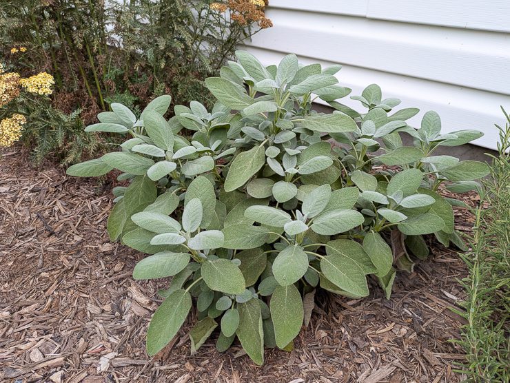 large lush sage plant