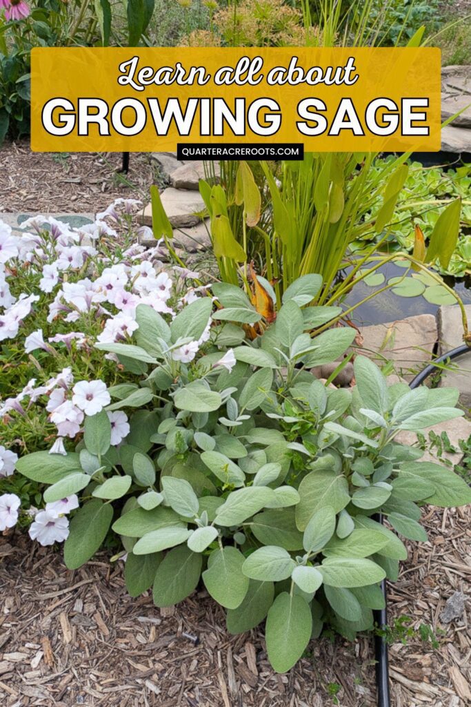 gorgeous plants with text overlay that says learn all about growing sage