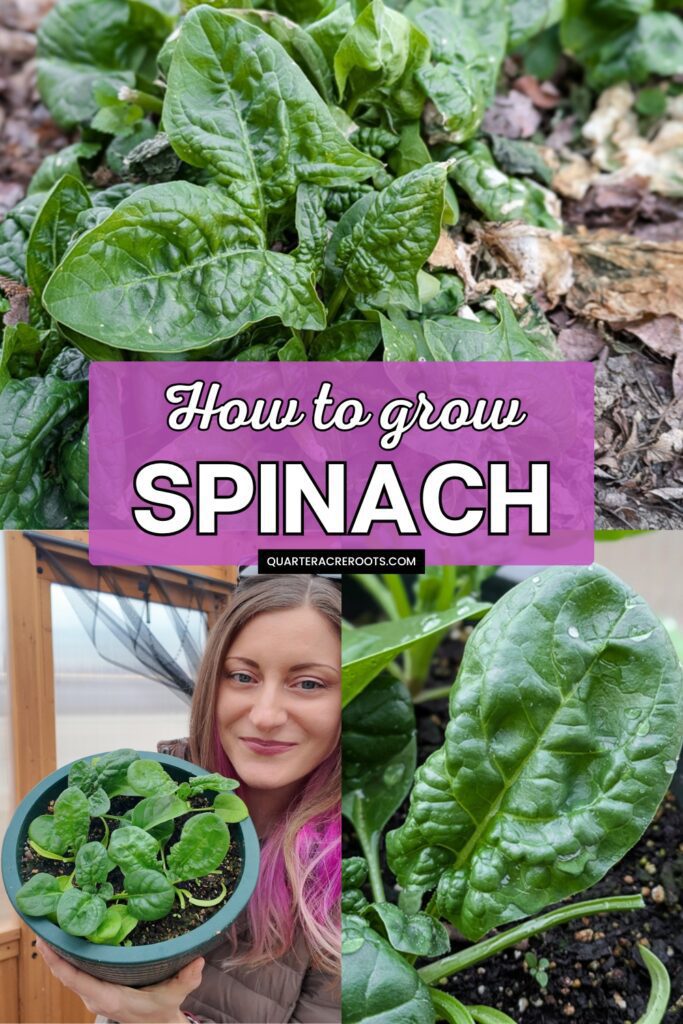 collage that says how to grow spinach with pictures of plants