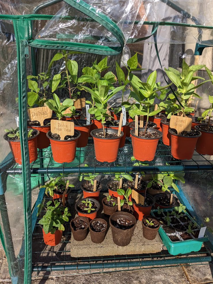 small plastic greenhouse with sunflowers and other plants growing