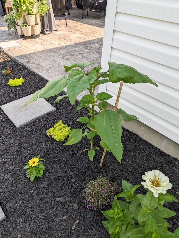 baby sunflower plant