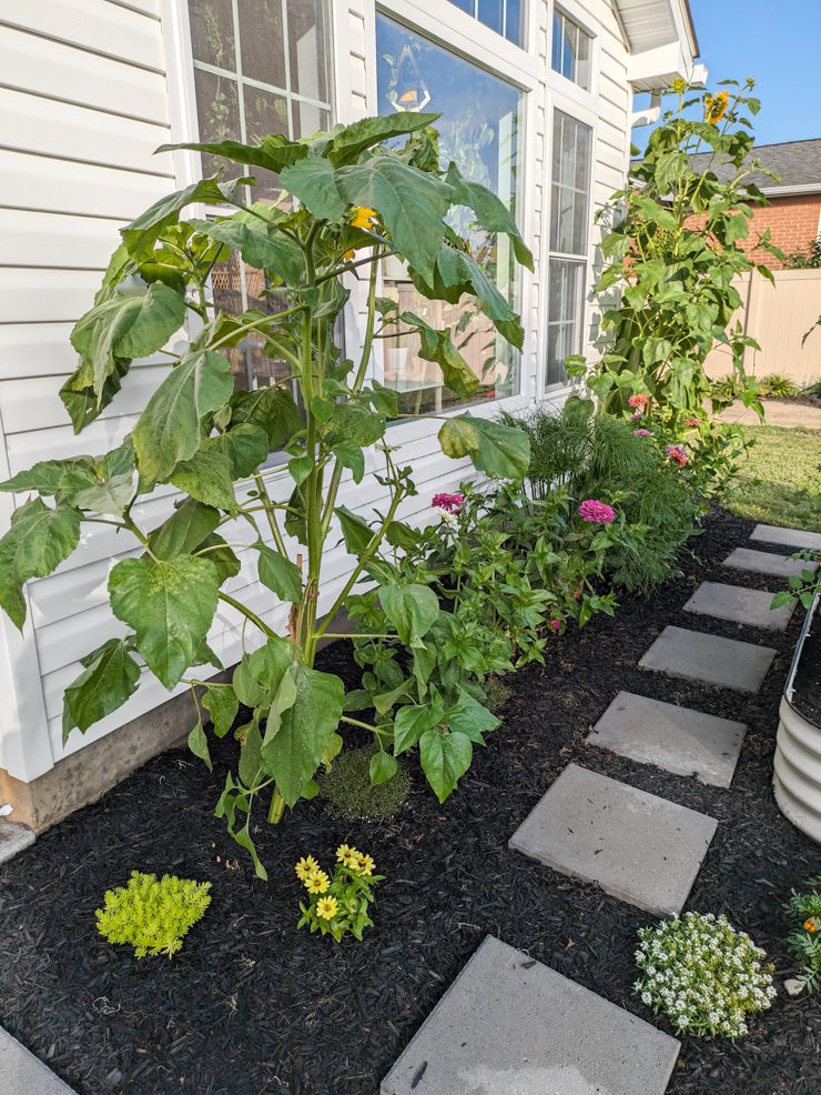 A garden with flowers and raised vegetable beds