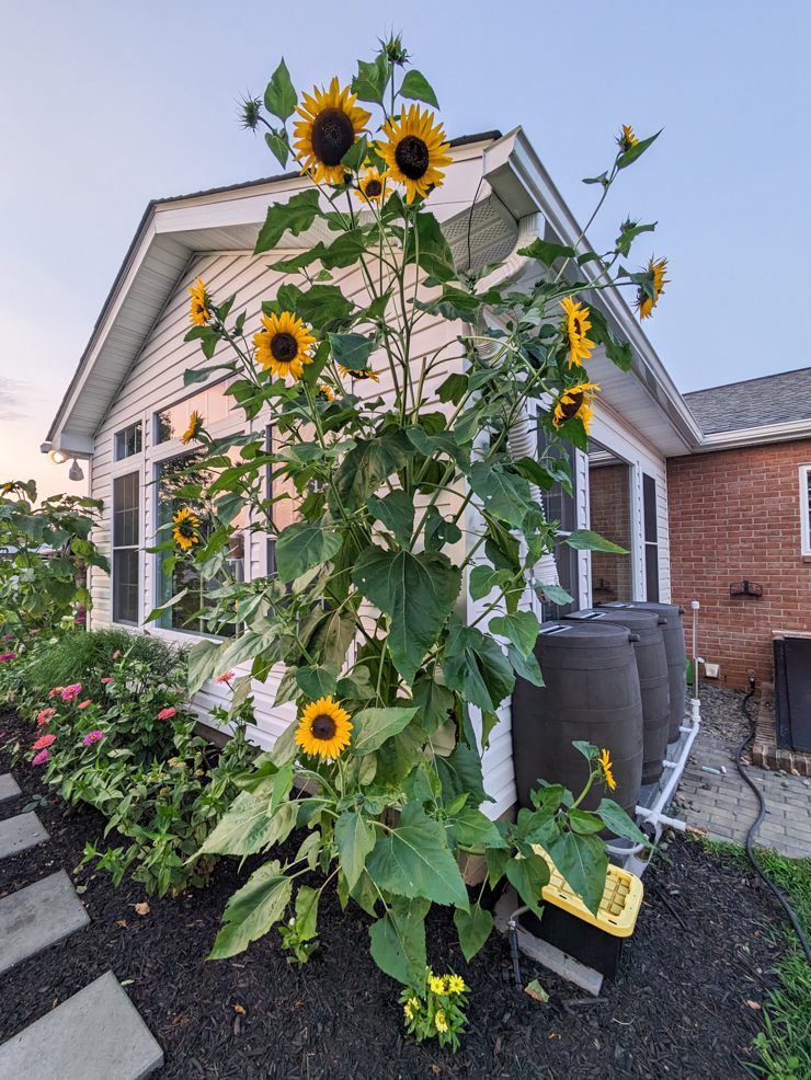 huge henry wilde sunflower plant