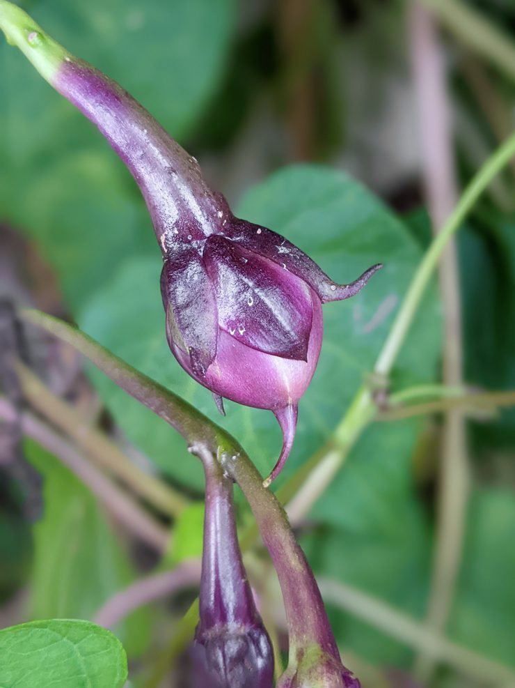 moonflower vine seed pod not ready for harvesting