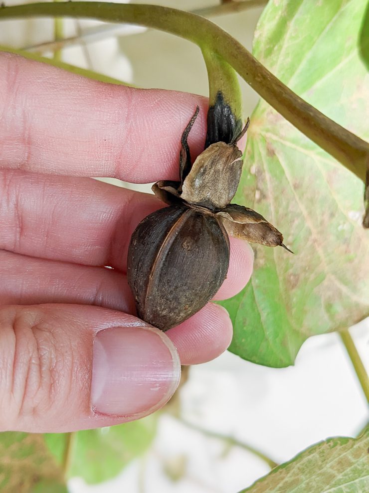 moonflower vine seed pod ready for harvesting