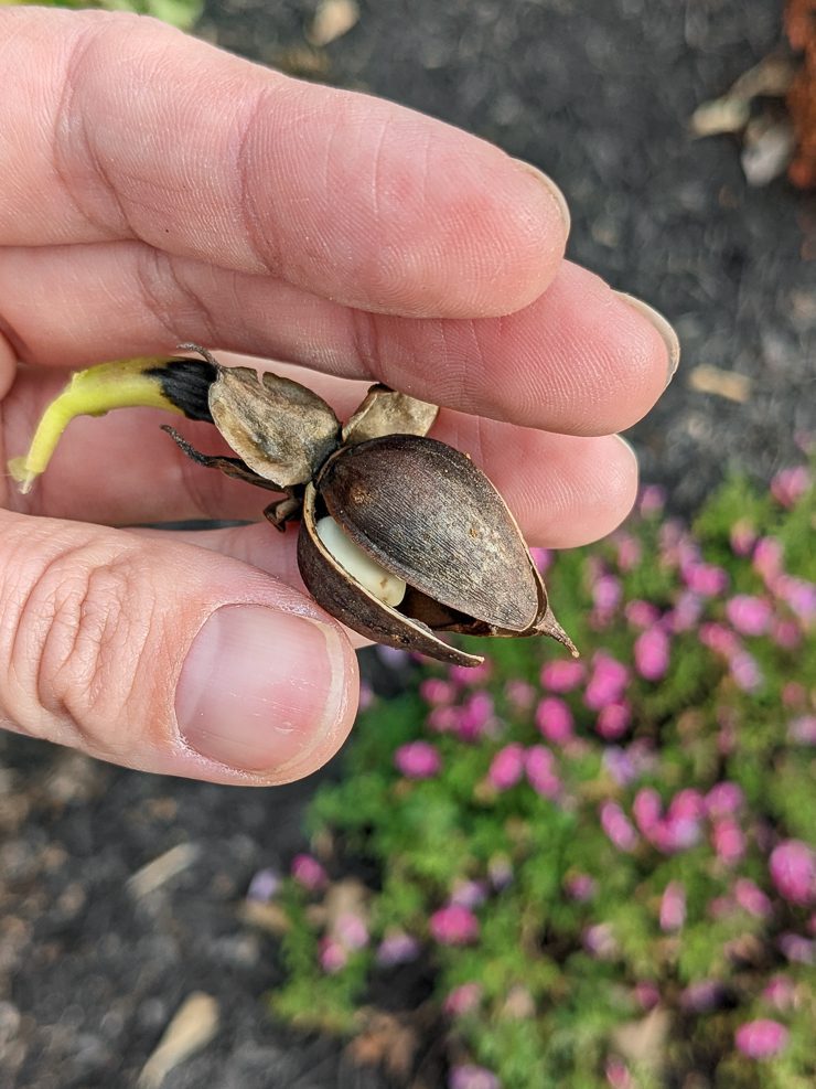 moonflower vine seed pod ready for harvesting