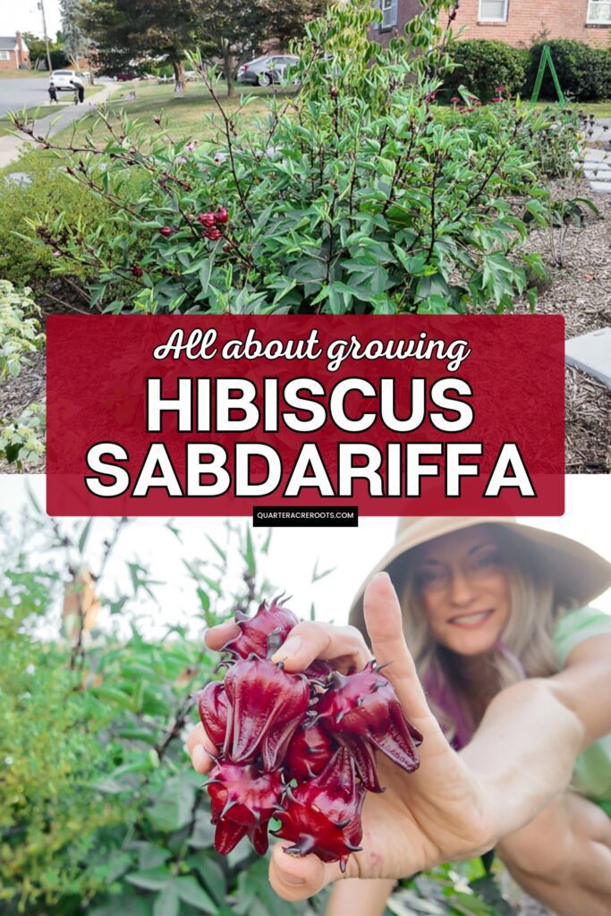 collage that says all about growing hibiscus sabdariffa with pictures of the plant