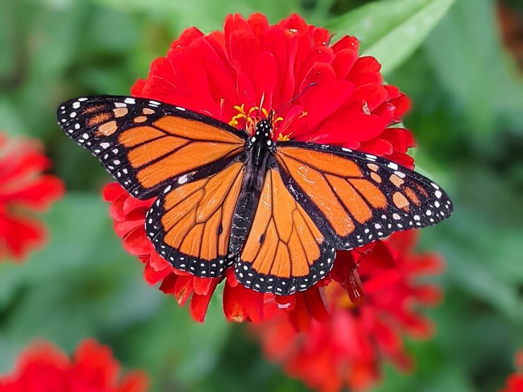 monarch on a red zinnia