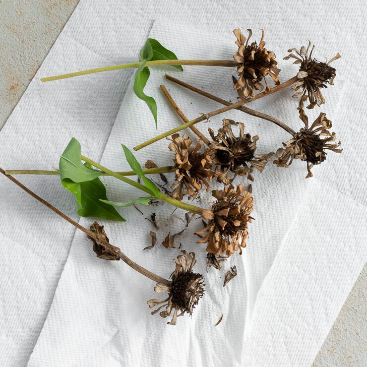 saving zinnia seeds