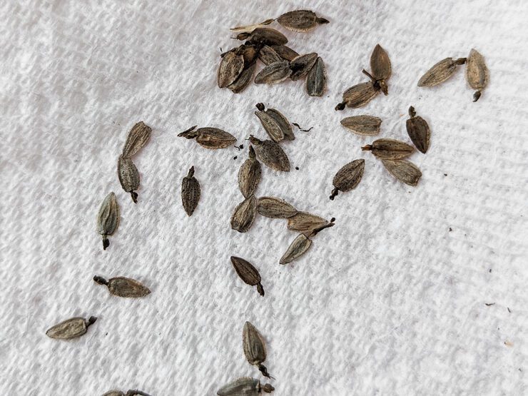 saving zinnia seeds