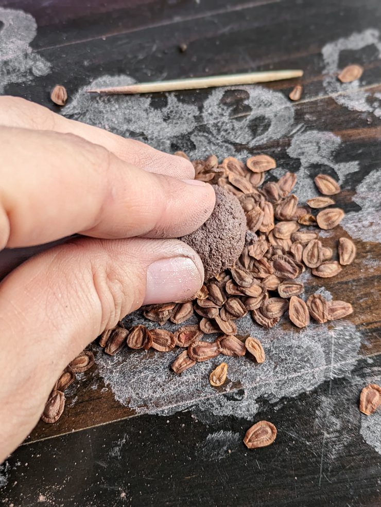 rolling seeds into the clay balls