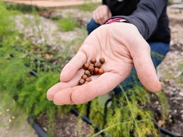 asparagus berries