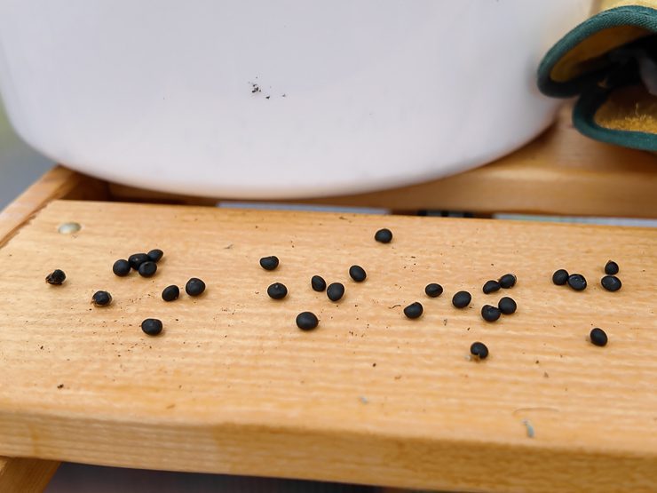 asparagus seed harvested from a plant