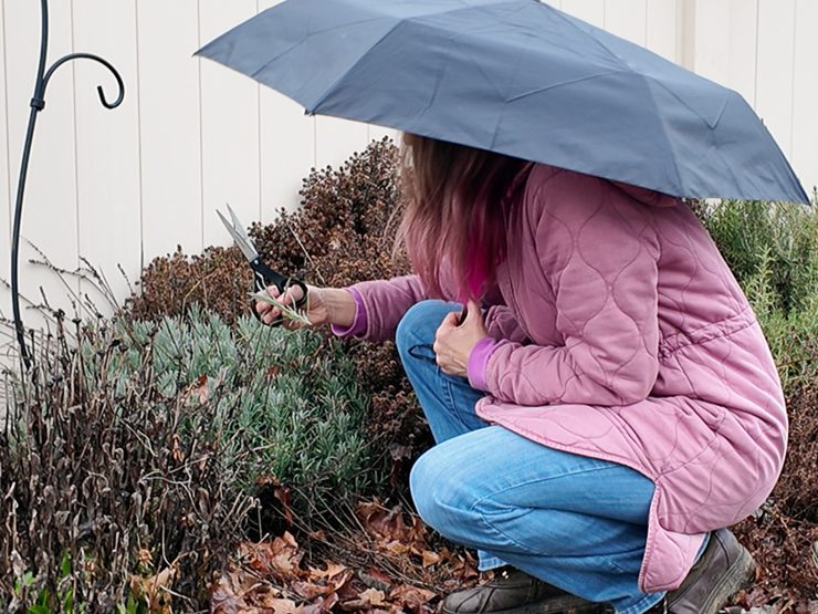 woman cutting lavender in a garden
