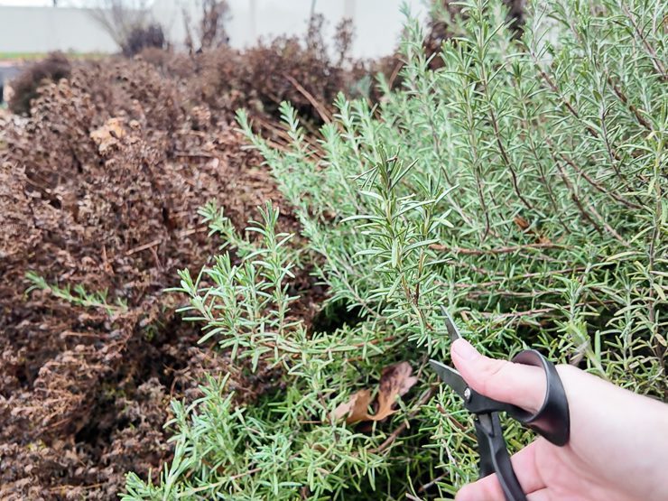 taking rosemary cuttings