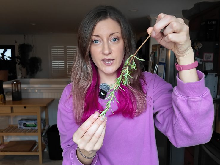 showing rosemary cutting