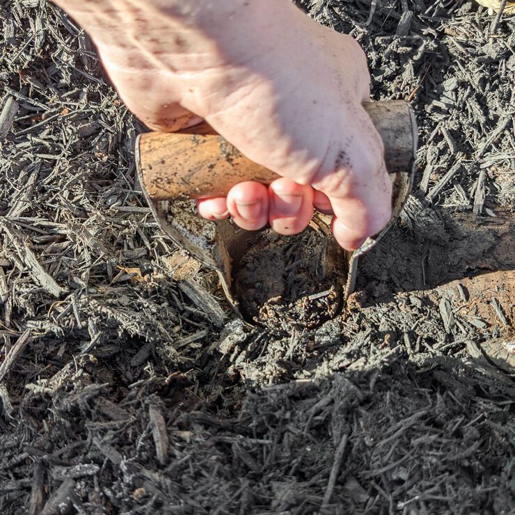 using a bulb planting tool