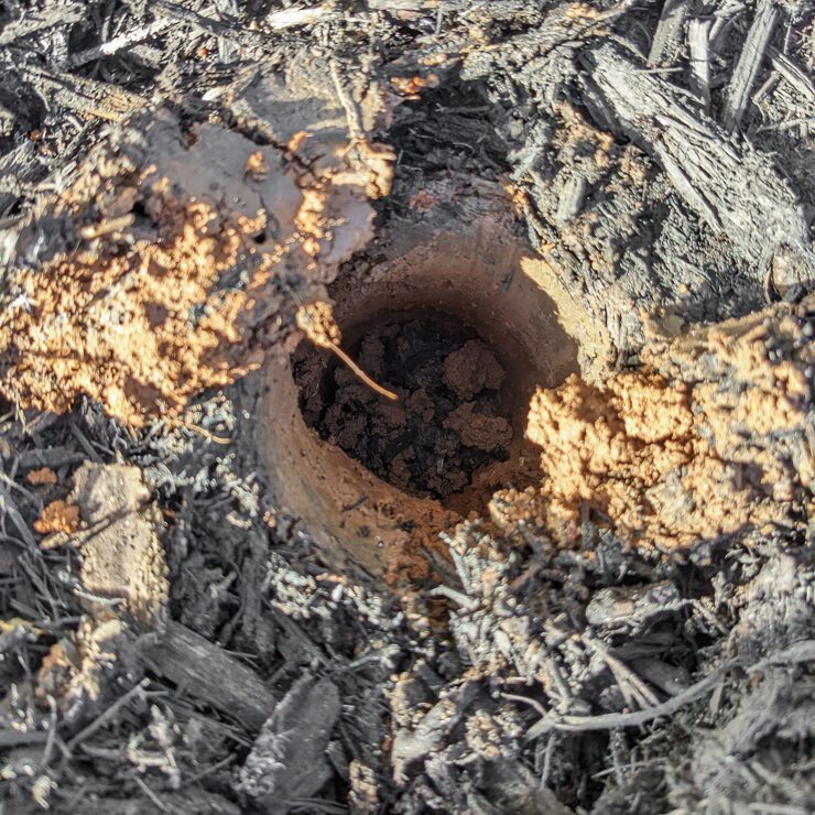 using a bulb planting tool